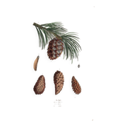 Old engraving from 1839 - Maritime pine and cones - hand-coloured plate