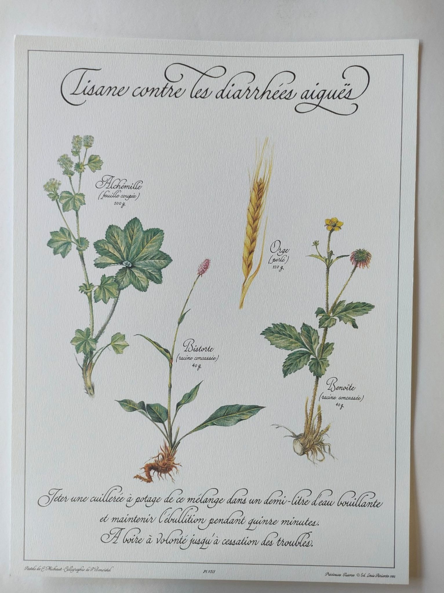 Botanical engraving -Herbal tea against acute diarrhea- Illustration of medicinal plants and herbs