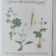 Botanical engraving -Herbal tea against acute diarrhea- Illustration of medicinal plants and herbs