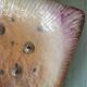Zoomorphic dish ray