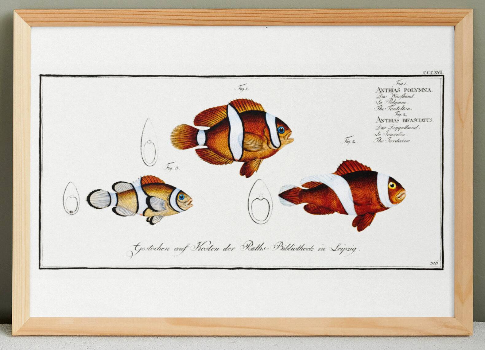 Poster about the clownfish, based on an old engraving from 1746.