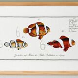 Poster about the clownfish, based on an old engraving from 1746.