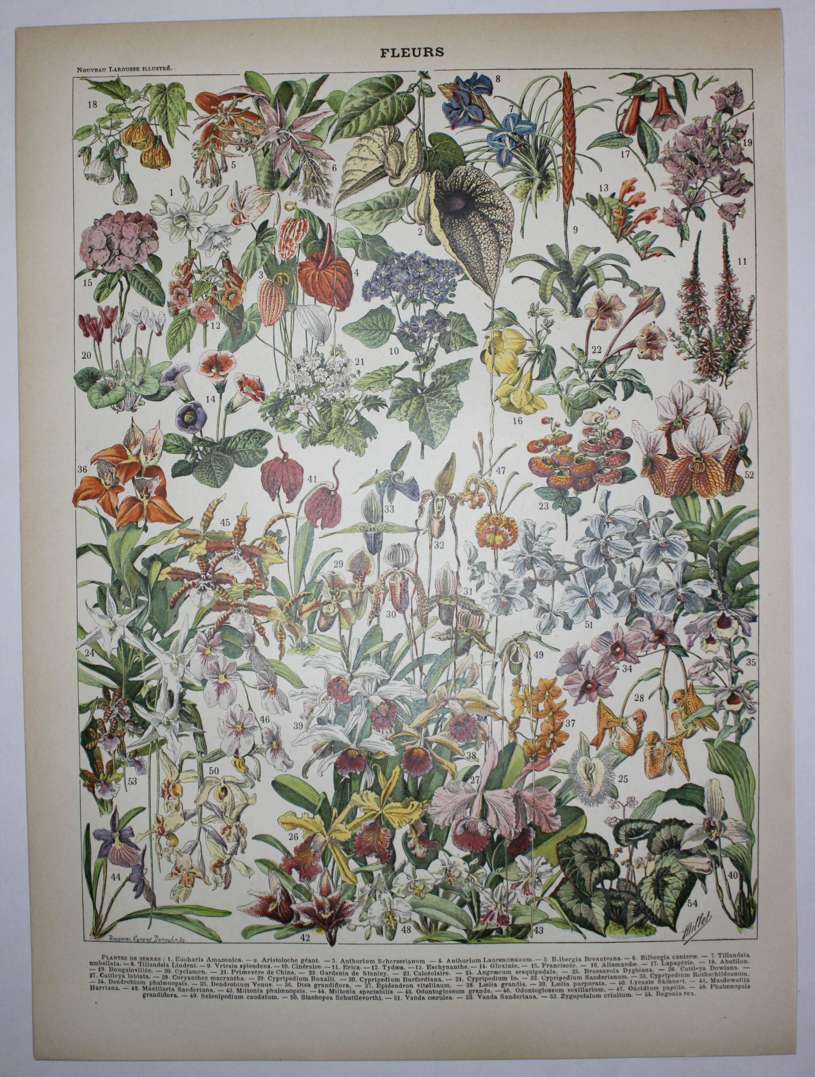 Engraving • Flowers and greenhouse plants • Original lithograph from 1898