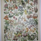 Engraving • Flowers and greenhouse plants • Original lithograph from 1898
