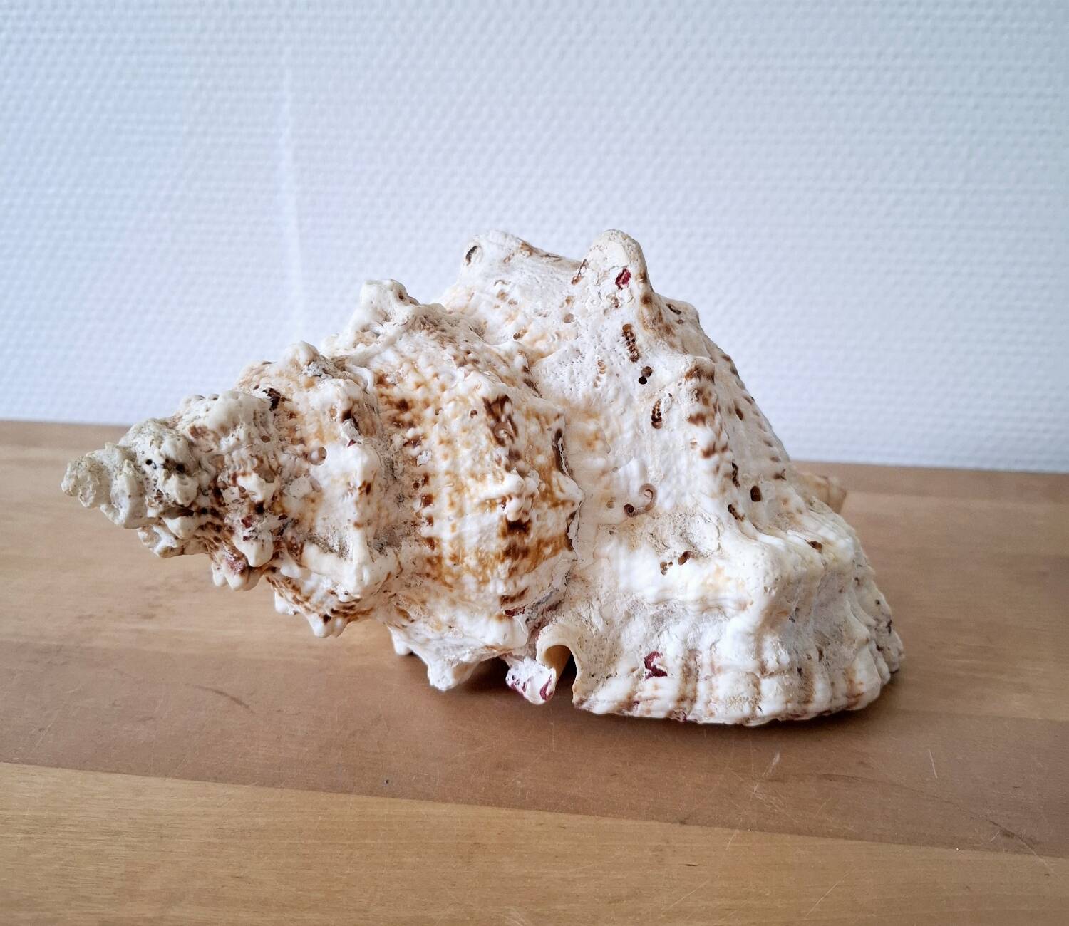 Large vintage conch