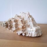 Large vintage conch