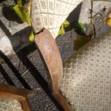 Baumann chairs
