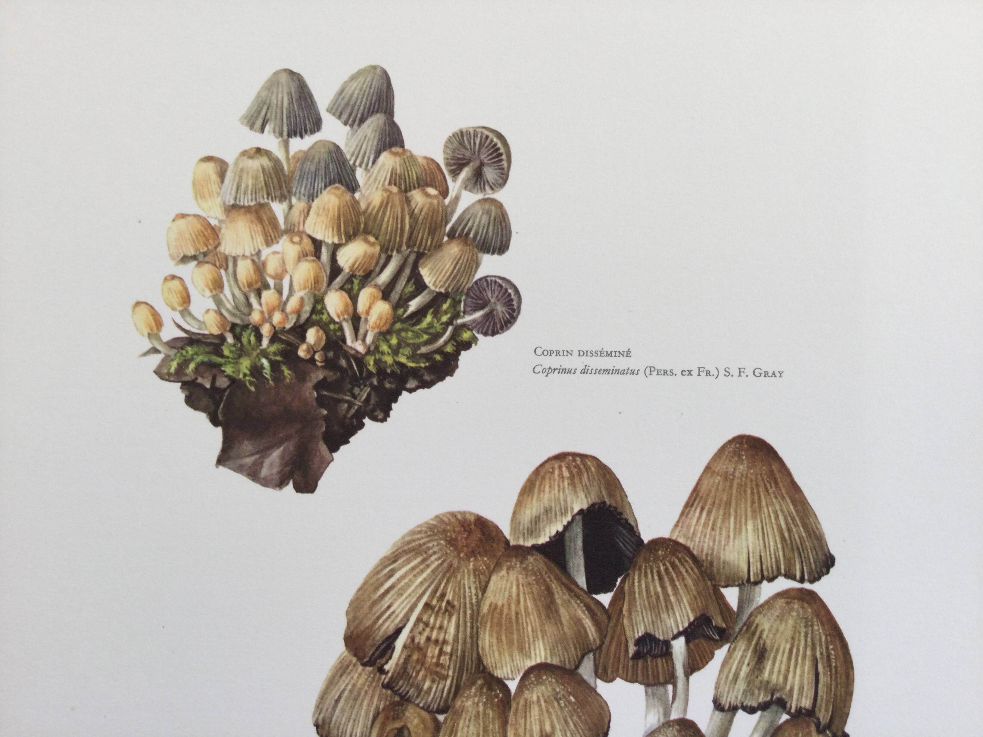 Botanical Illustration Mushrooms Coprinus Micaceus Vintage Print from the 60s