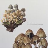 Botanical Illustration Mushrooms Coprinus Micaceus Vintage Print from the 60s