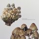 Illustration botanique Champignons  Coprin micacé Impression Vintage des années 60