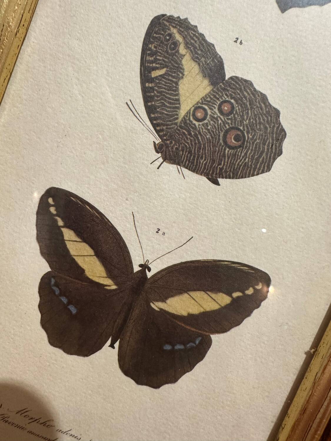 Butterflies lithograph frame