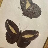 Butterflies lithograph frame