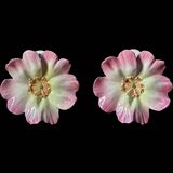 Pair of flower girls