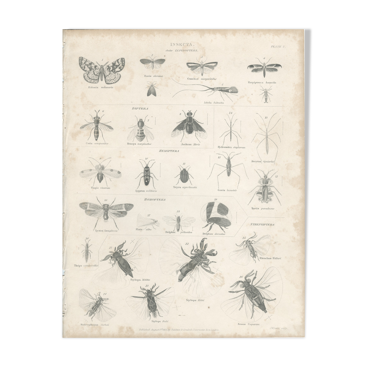 Antique engraving on Entomology: XIXTH (Insecta PL 5)