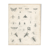 Antique engraving on Entomology: XIXTH (Insecta PL 5)