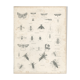 Antique engraving on Entomology: XIXTH (Insecta PL 5)