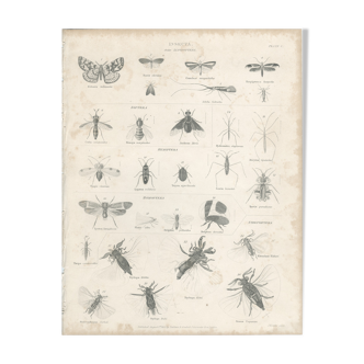 Antique engraving on Entomology: XIXTH (Insecta PL 5)