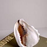 Shellfish