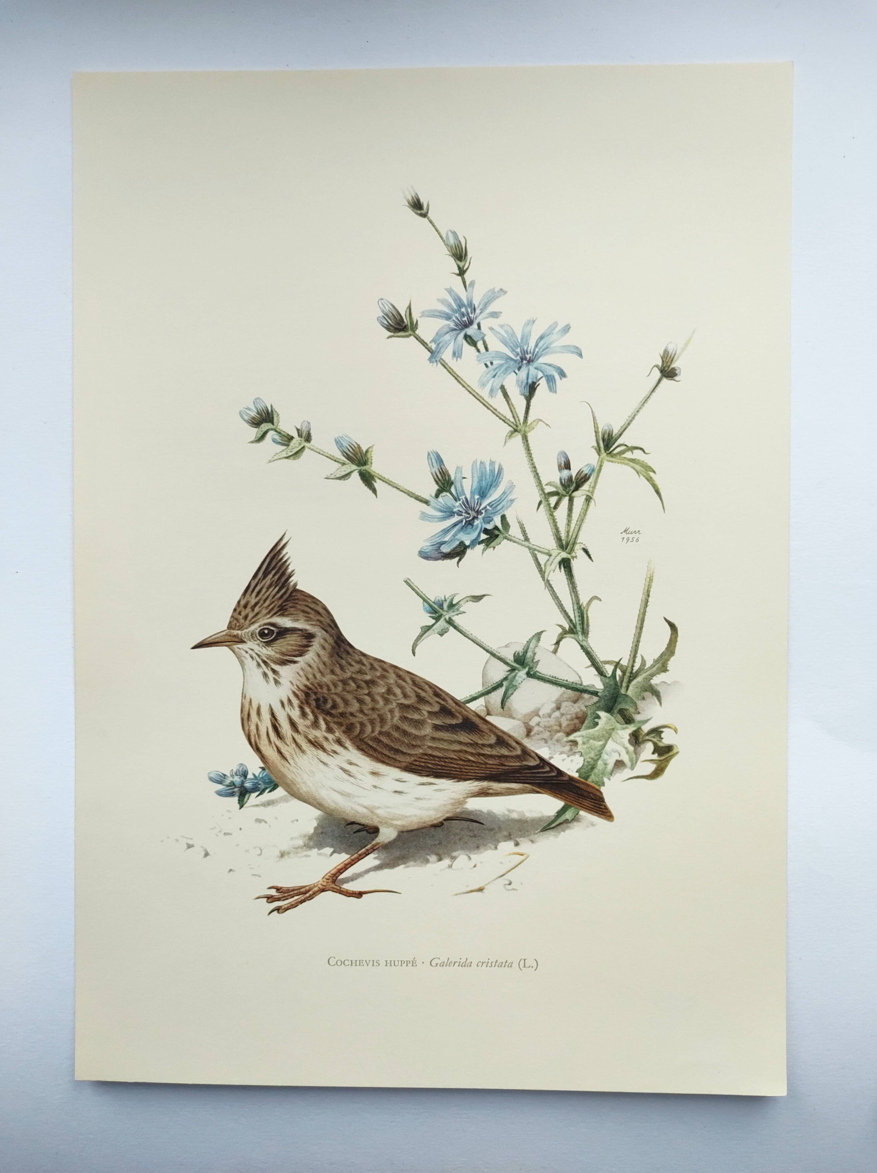 Old bird board 1960s - Crested Cochevis - Zoology and ornithology image
