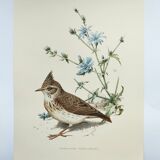 Old bird board 1960s - Crested Cochevis - Zoology and ornithology image