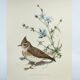 Old bird board 1960s - Crested Cochevis - Zoology and ornithology image