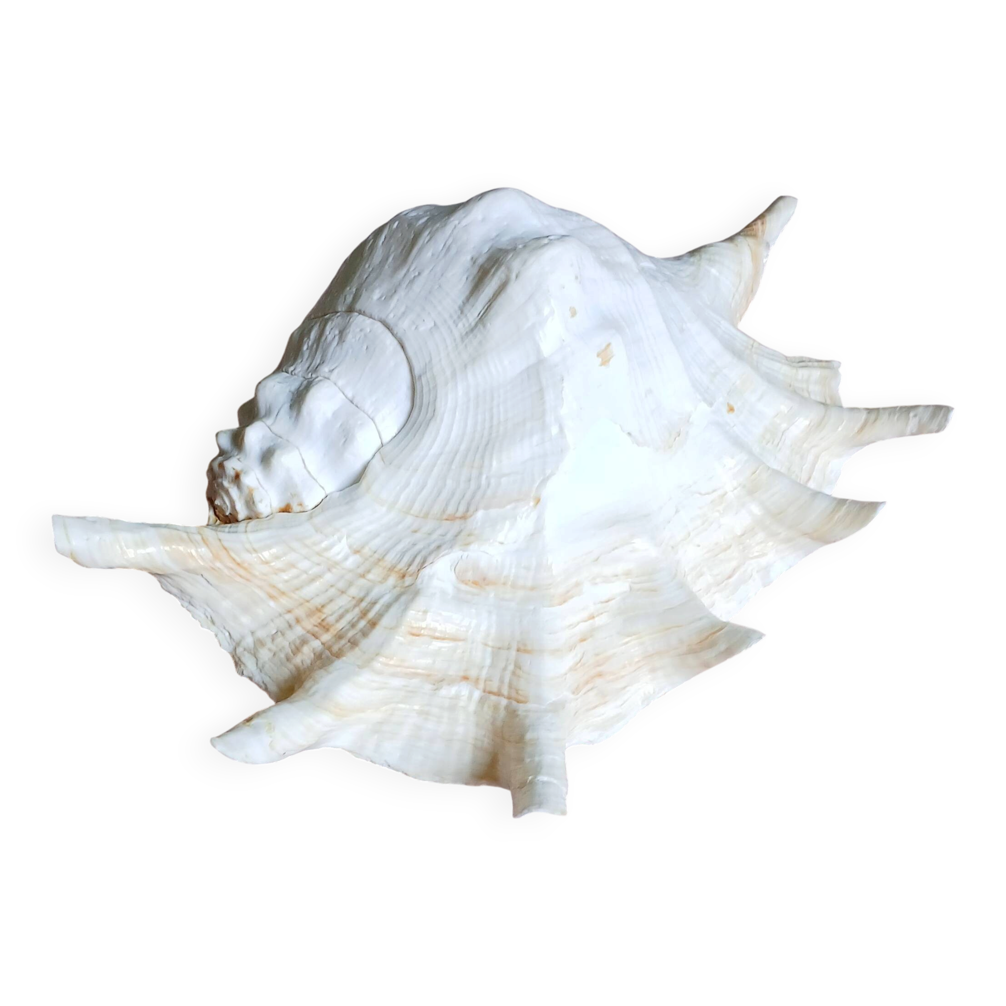 Lambis truncata XL shell, Pacific Ocean.