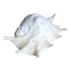 Lambis truncata XL shell, Pacific Ocean.