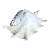 Lambis truncata XL shell, Pacific Ocean.