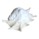 Lambis truncata XL shell, Pacific Ocean.