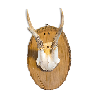 Old deer antler 18 cm tall