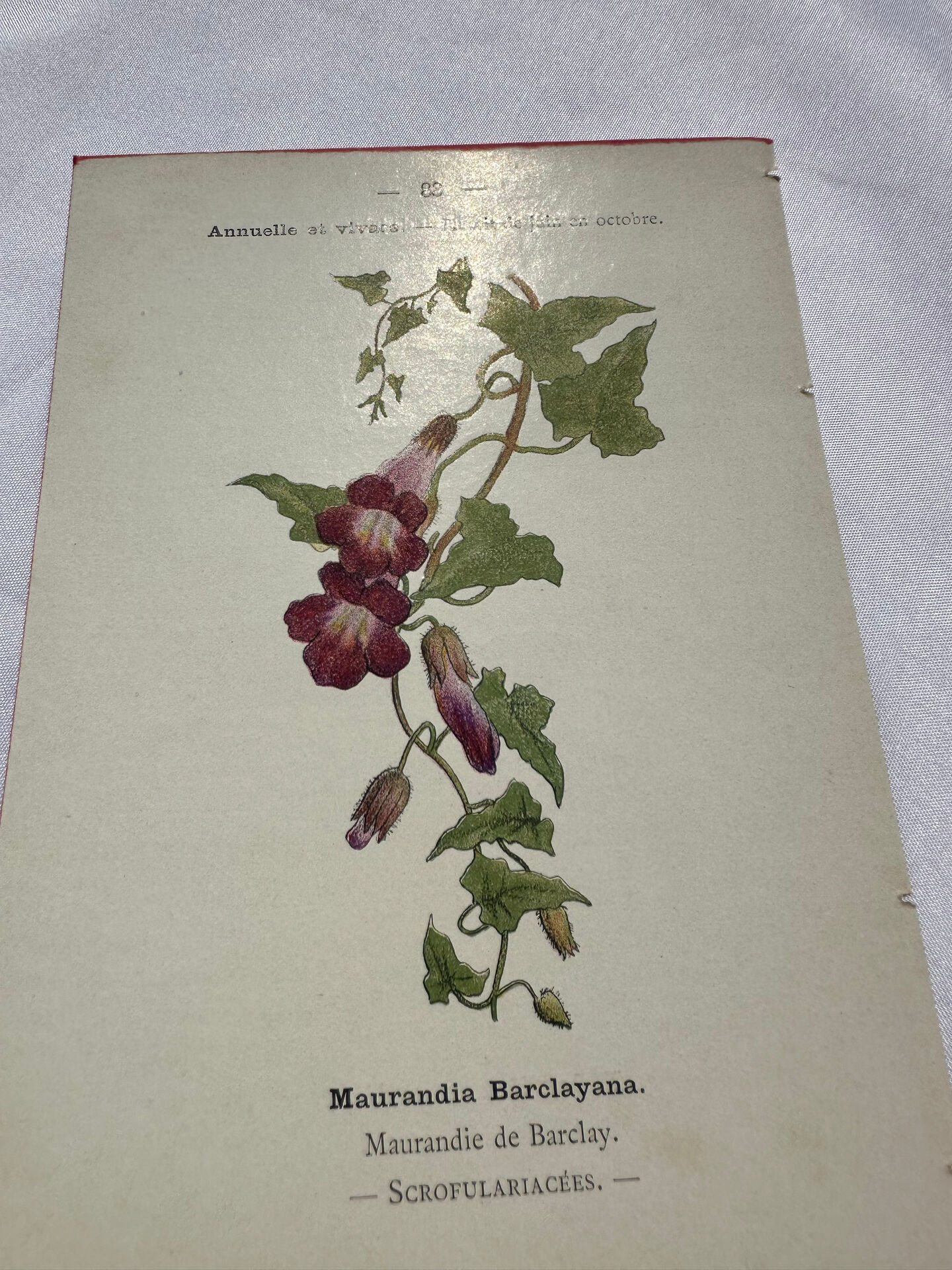 🌿 Botanical Plate Old Naturalist Engraving 19th Century Double-Sided A