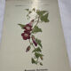 🌿 Botanical Plate Old Naturalist Engraving 19th Century Double-Sided A