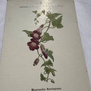 Planche botanique, gravure naturaliste, 19ème