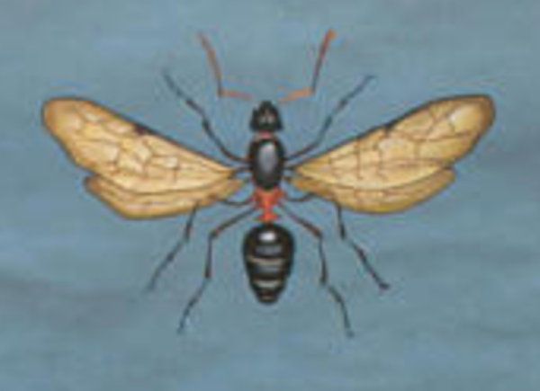 Affiche murale de l’école de Jung-Koch-Quentell ''fourmis'' 1970