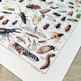 Poster about insects, based on a 1922 lithograph
