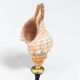 Sea snail shell Fasciolaria Trapezium on a turned wooden base