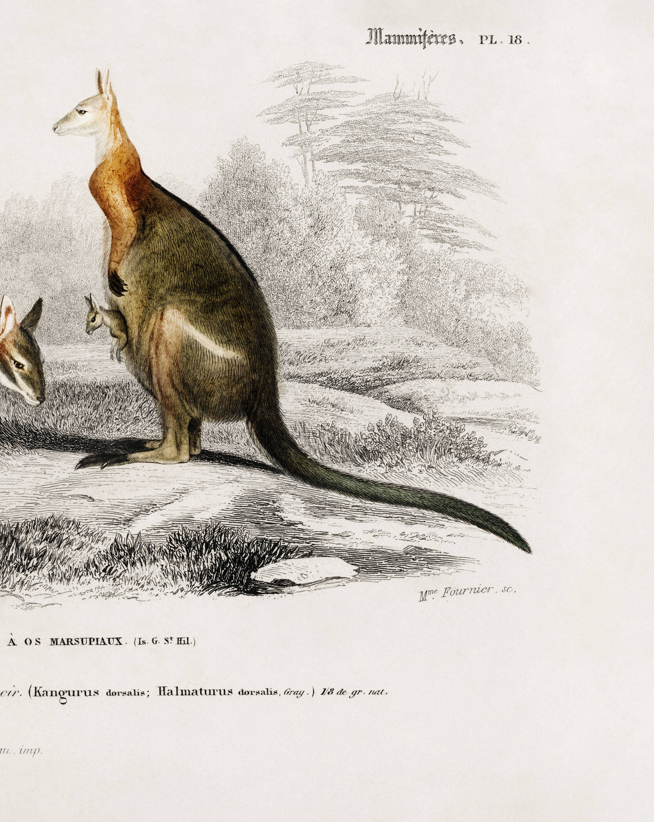 Poster about the kangaroo, based on an old engraving from 1849.
