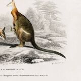 Poster about the kangaroo, based on an old engraving from 1849.