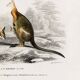 Poster about the kangaroo, based on an old engraving from 1849.
