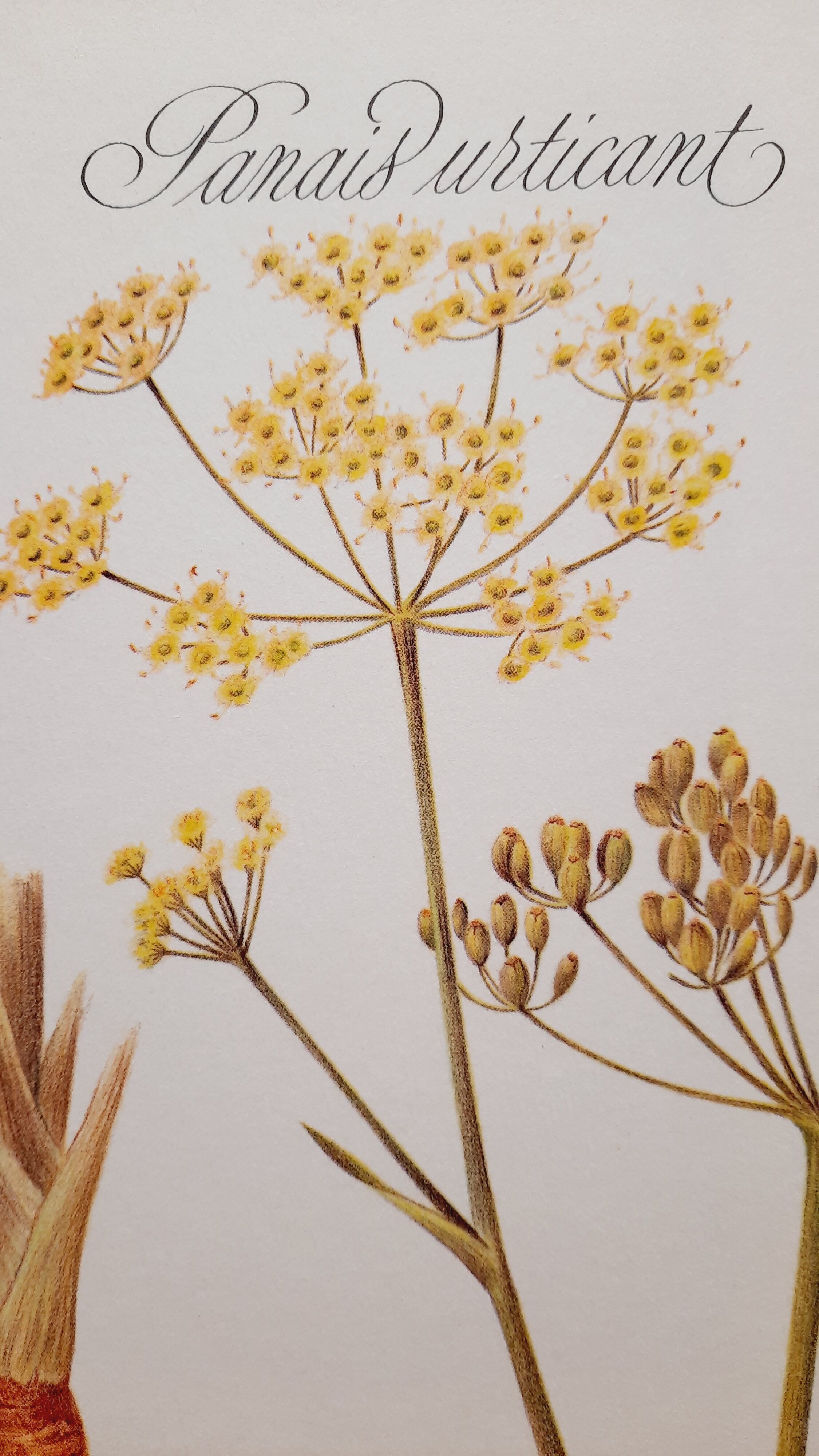 Stinging Parsn by-pansnish botanical poster