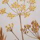 Stinging Parsn by-pansnish botanical poster