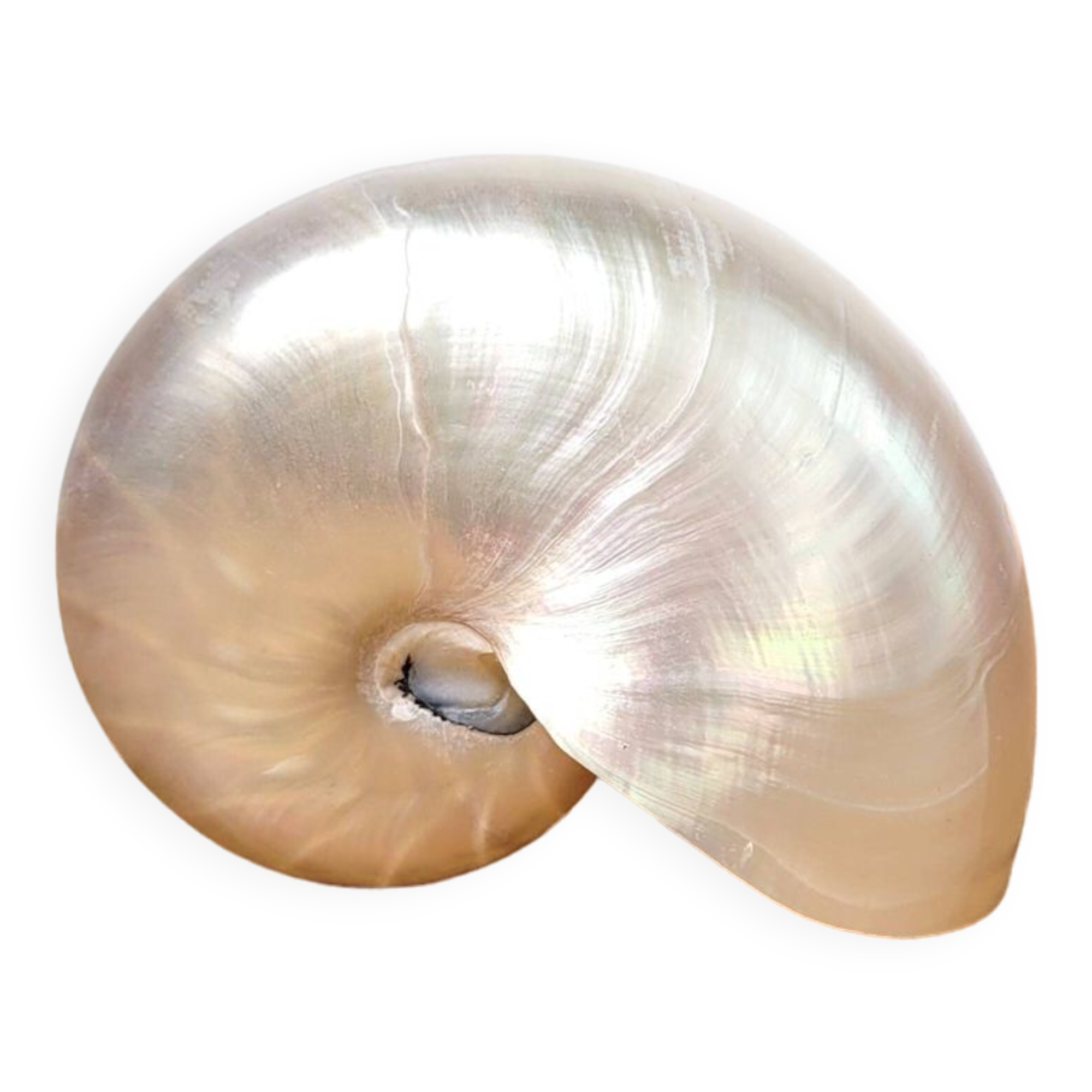 Pearly nautilus shell or curiosity nautilus 6cm