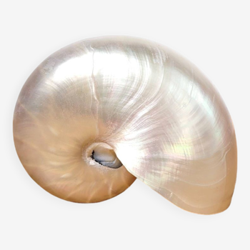 Pearly nautilus shell or curiosity nautilus 6cm