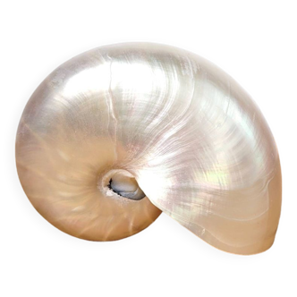 Coquille de nautile nacrée ou nautilus