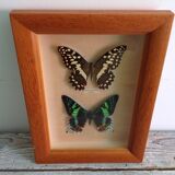 Butterfly frame