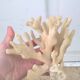 Vintage white coral