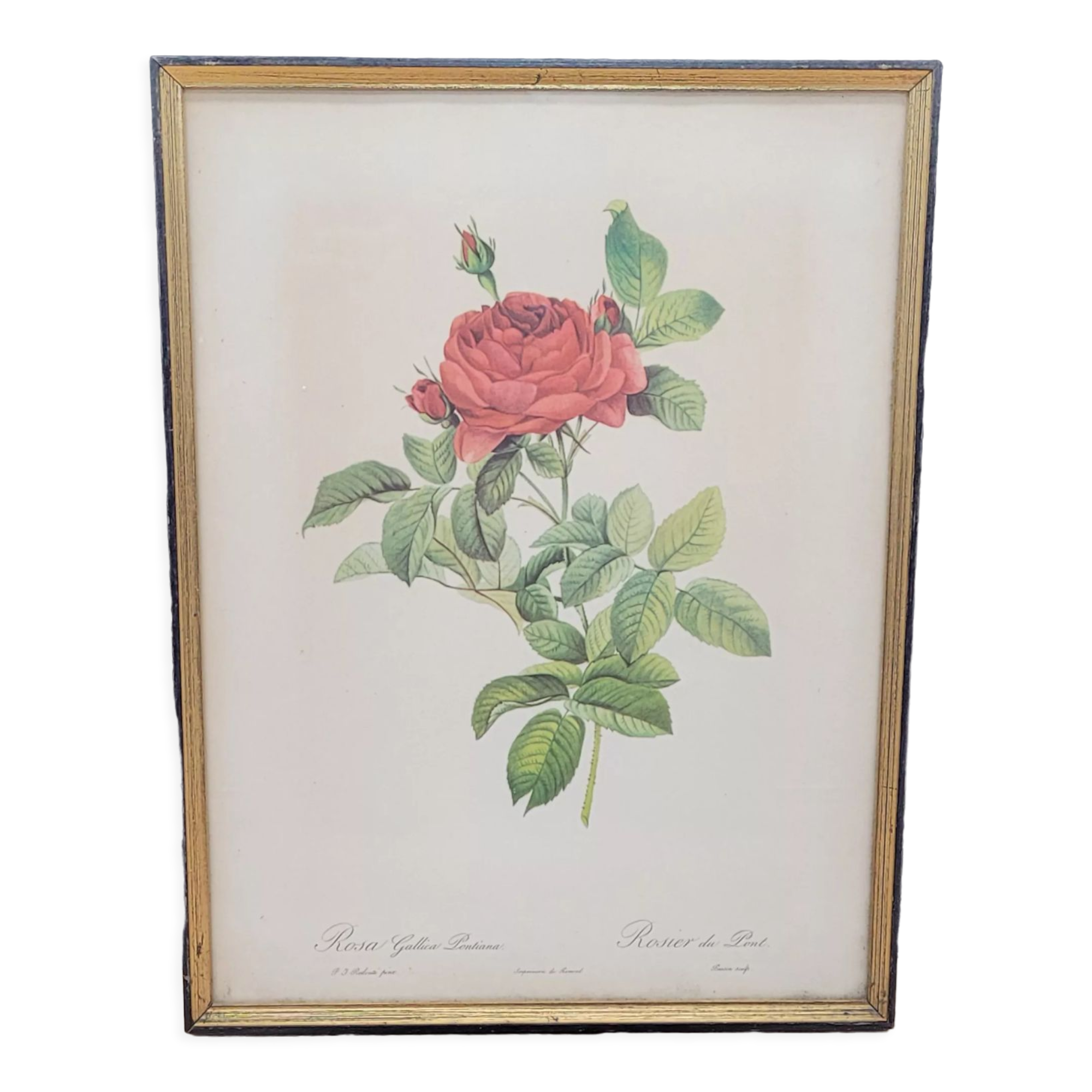 Lithograph Rosier du Pont