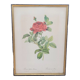 Lithograph Rosier du Pont