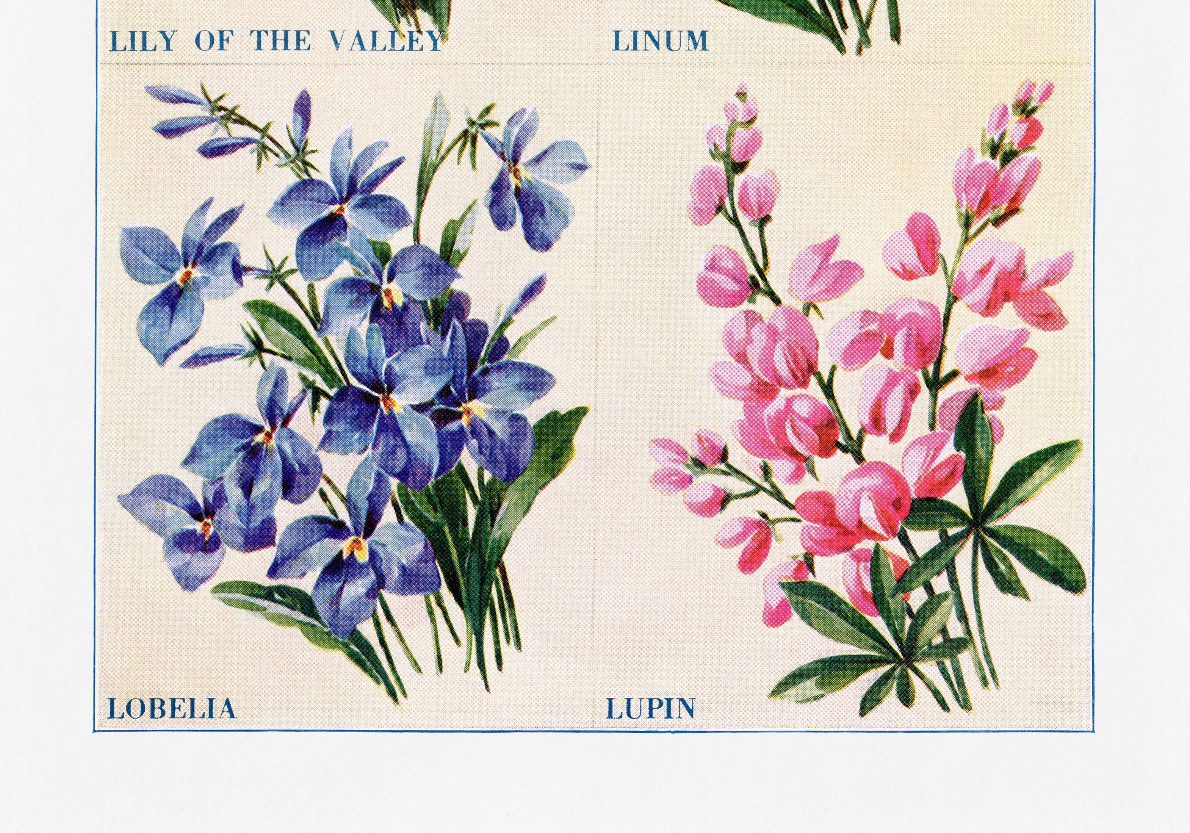 Poster about lily of the valley, flax, lobelia and lupin