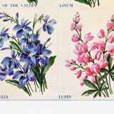 Poster about lily of the valley, flax, lobelia and lupin